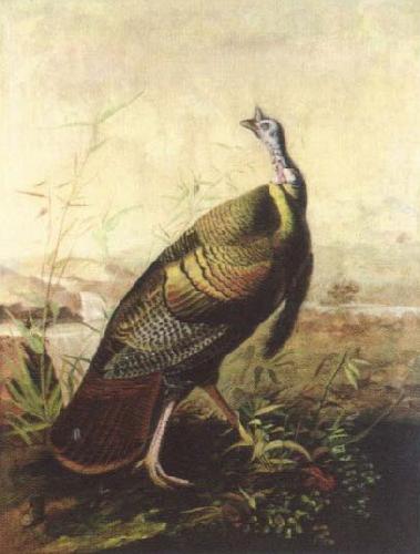 John James Audubon the american wild turkey cock oil painting image
